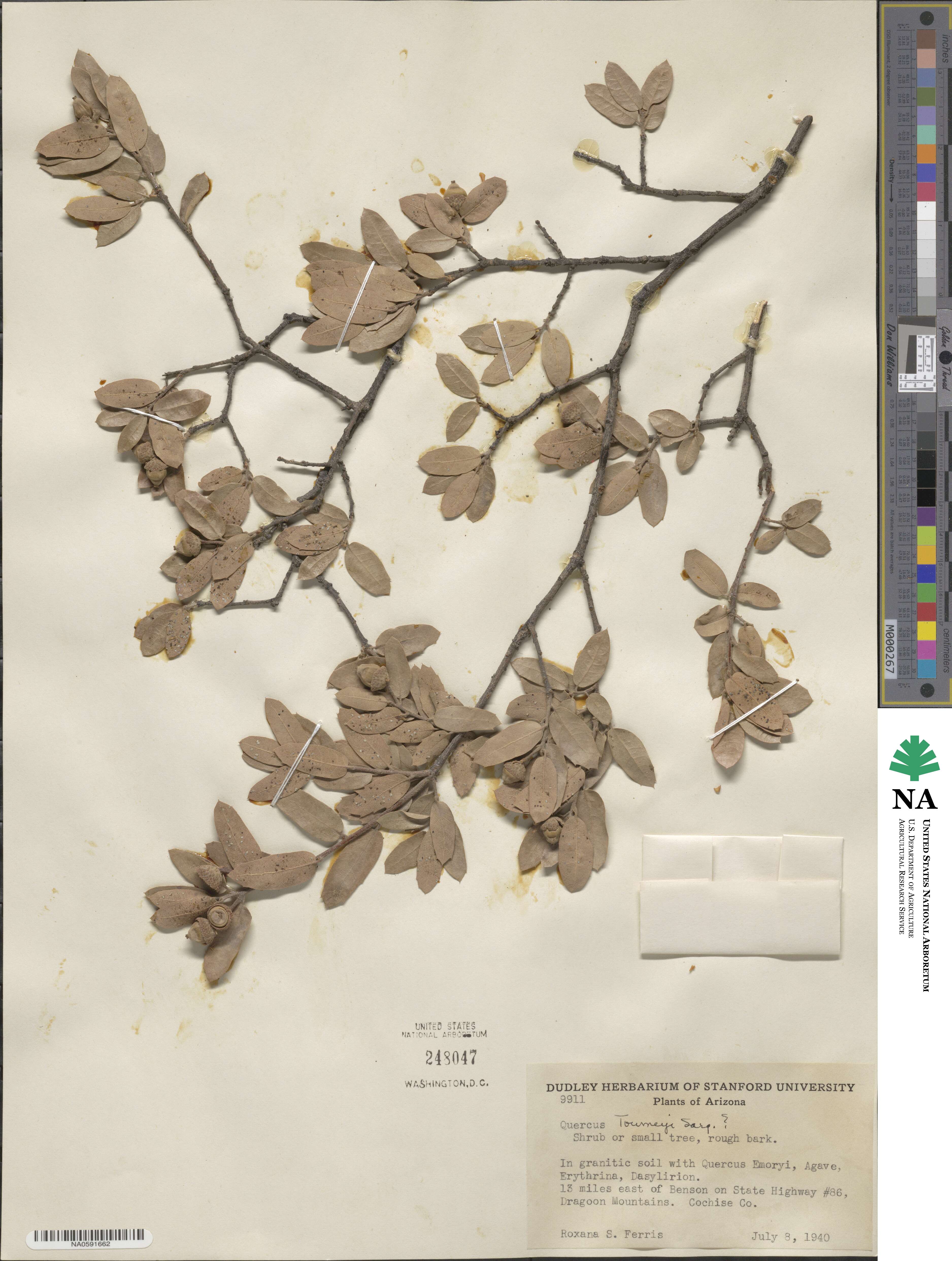 Quercus toumeyi image