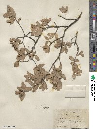 Quercus toumeyi image