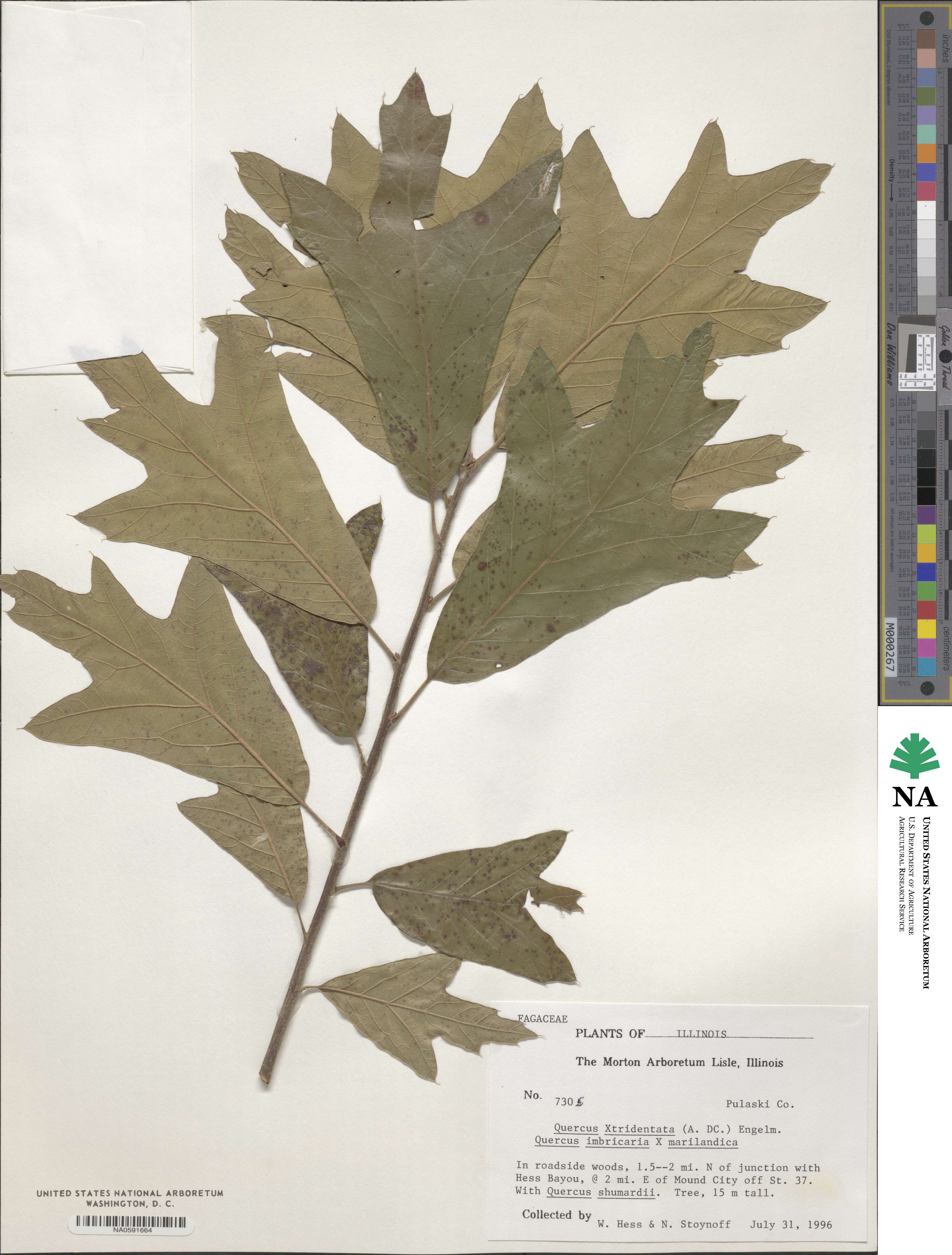 Quercus laurina image