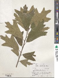 Quercus laurina image