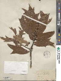 Quercus laurina image