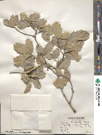 Quercus turbinella image