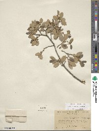 Quercus turbinella image