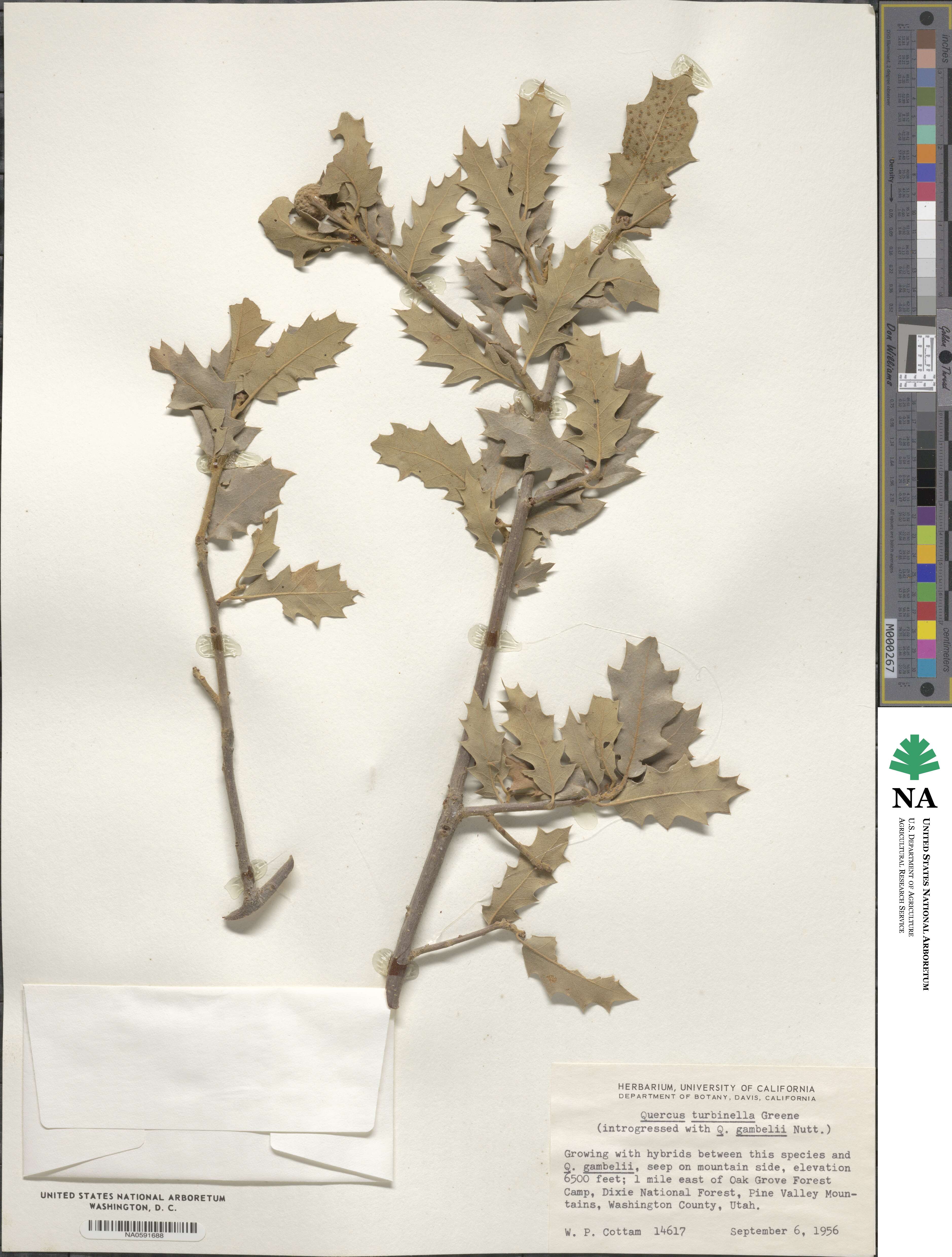Quercus turbinella image