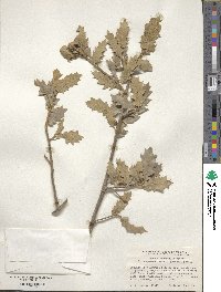 Quercus turbinella image