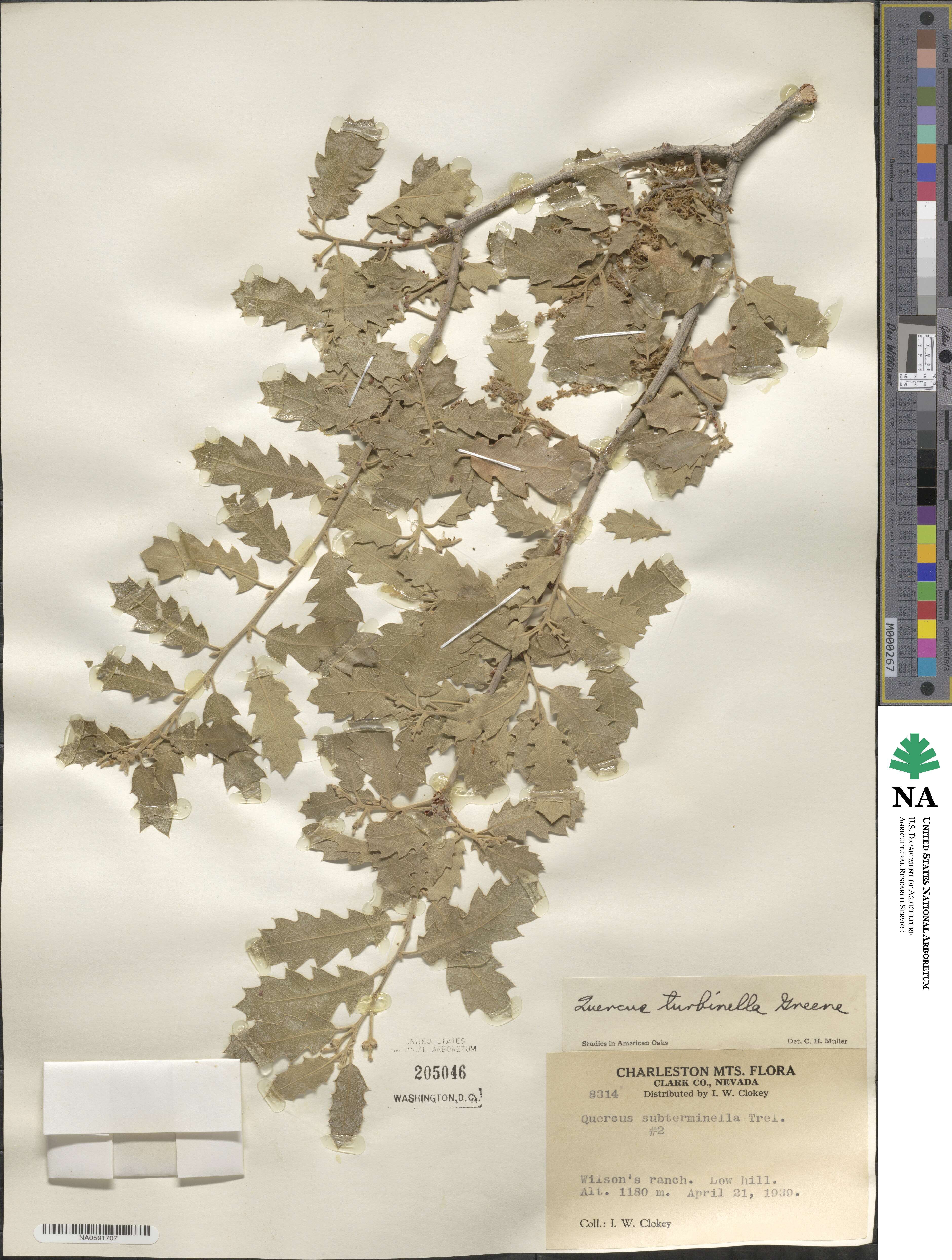 Quercus turbinella image