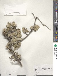 Quercus turbinella image