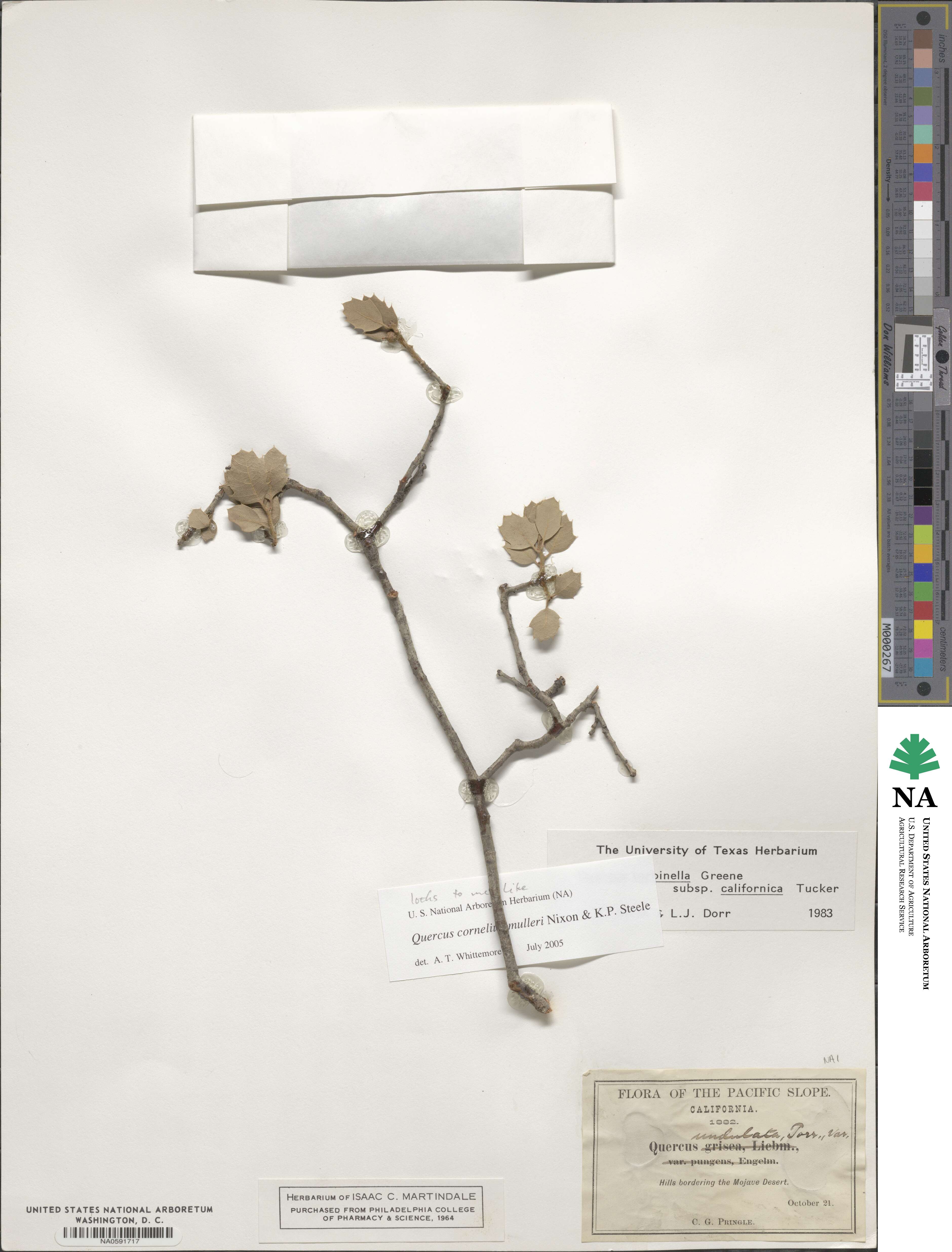 Quercus john-tuckeri image