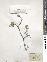 Quercus john-tuckeri image