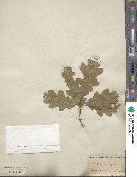 Quercus undulata image