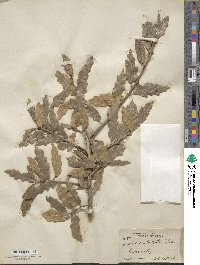 Quercus undulata image