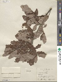 Quercus undulata image