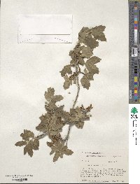 Quercus undulata image