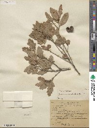 Quercus undulata image