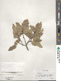 Quercus undulata image