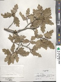 Quercus undulata image