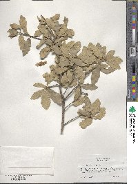 Quercus undulata image