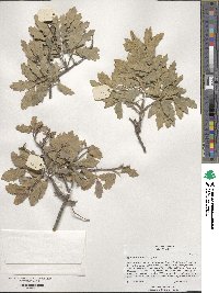 Quercus undulata image