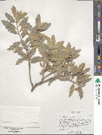 Quercus undulata image