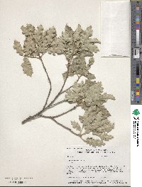 Quercus undulata image