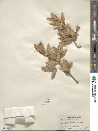 Quercus undulata image