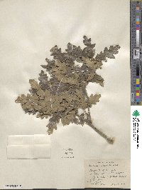 Quercus undulata image