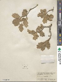 Quercus undulata image