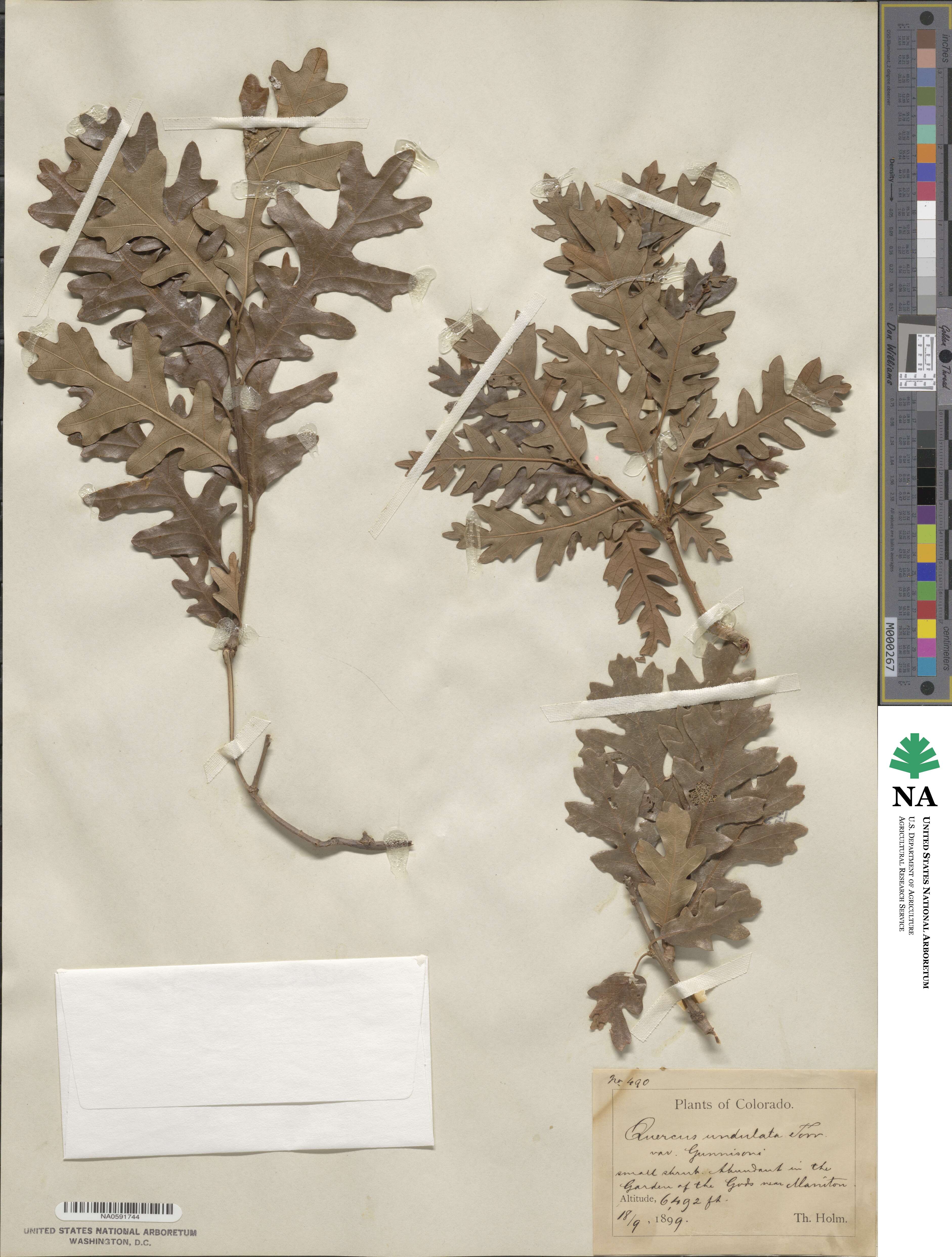 Quercus undulata image