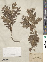 Quercus undulata image