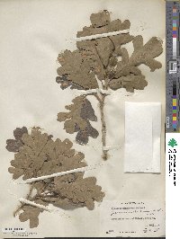 Quercus gambelii image