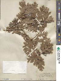 Quercus gambelii image