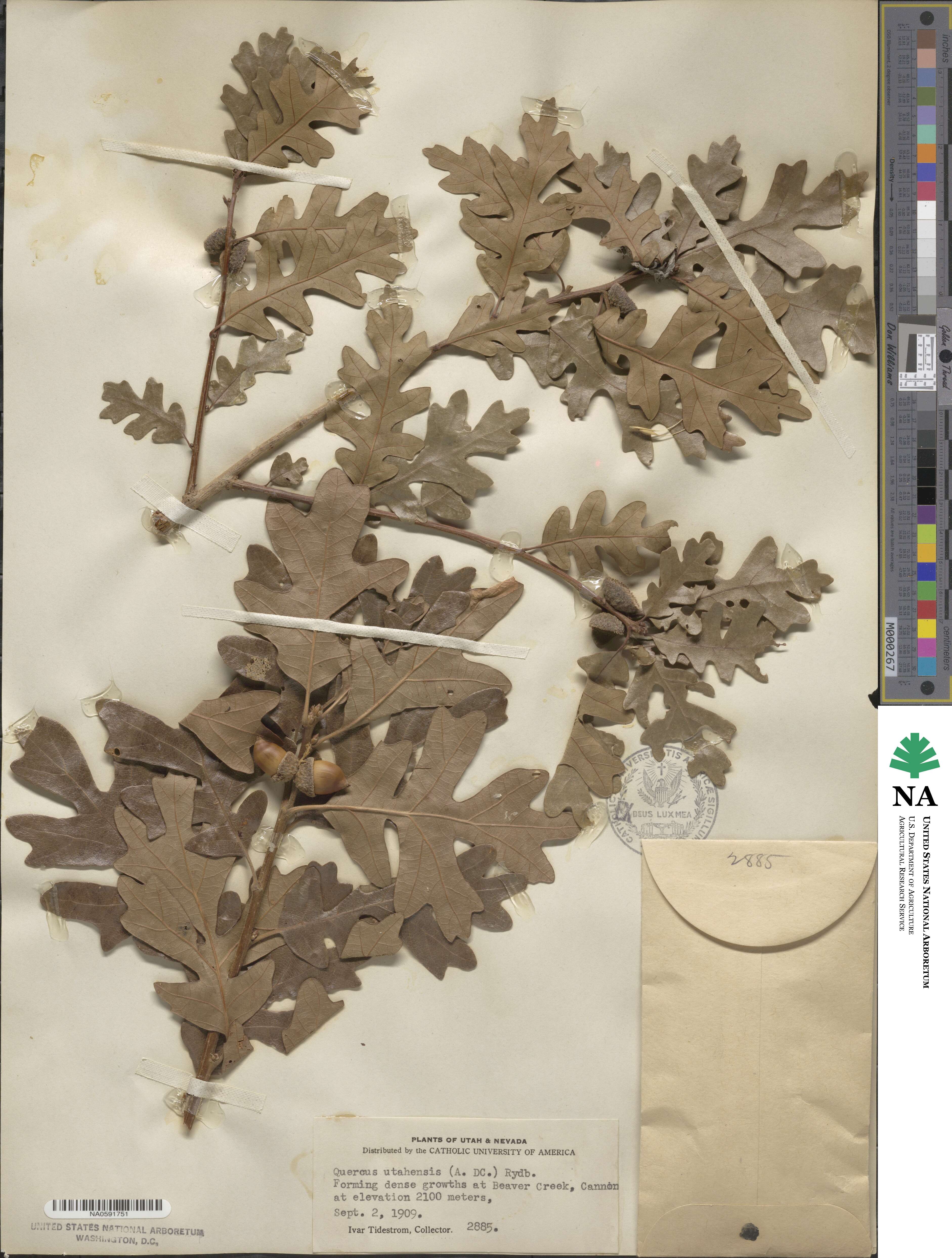 Quercus gambelii image