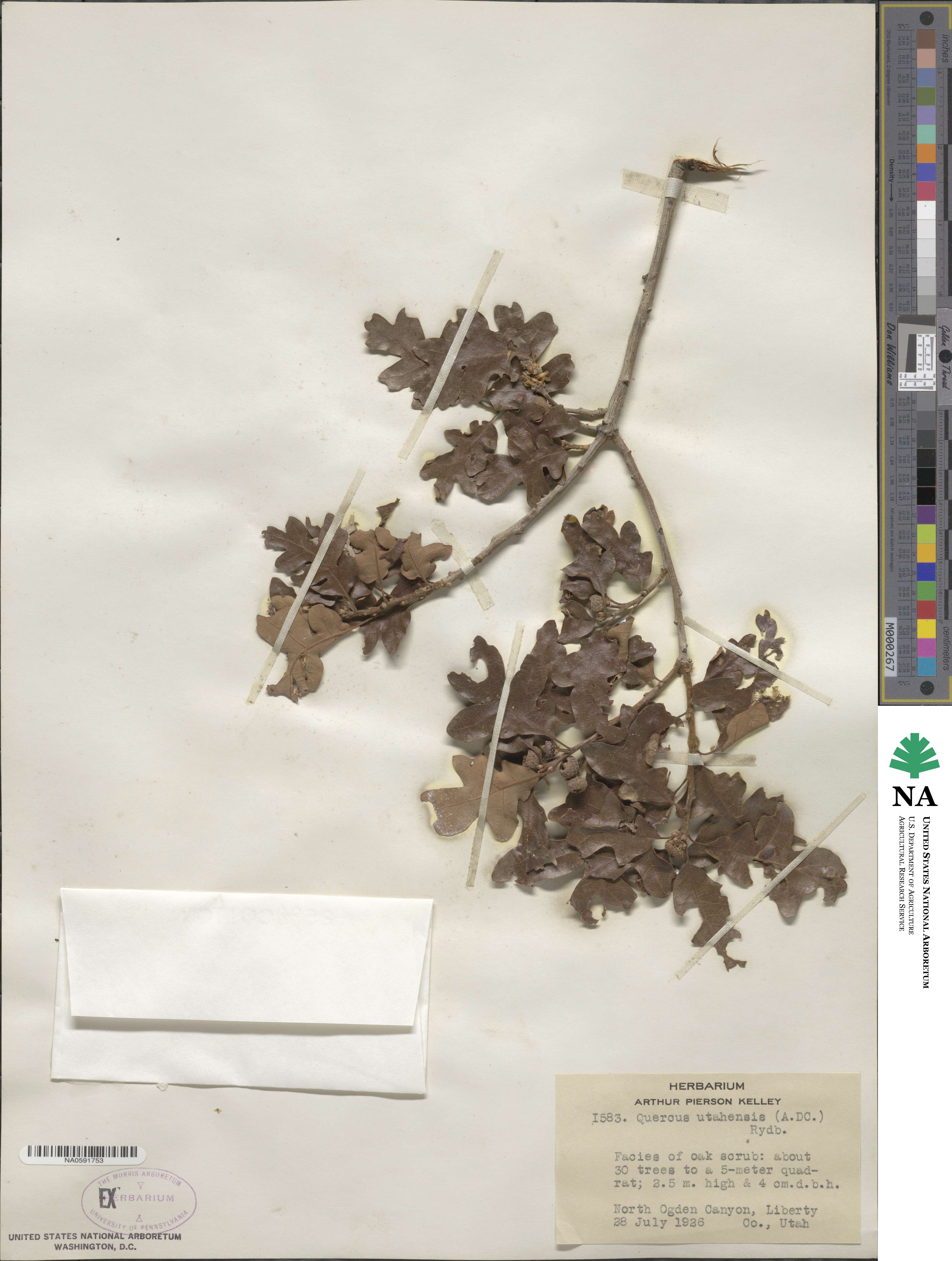 Quercus gambelii image