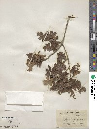 Quercus gambelii image