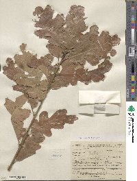 Quercus gambelii image