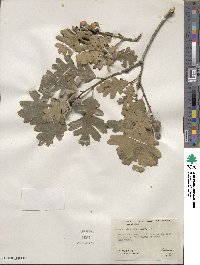 Quercus gambelii image