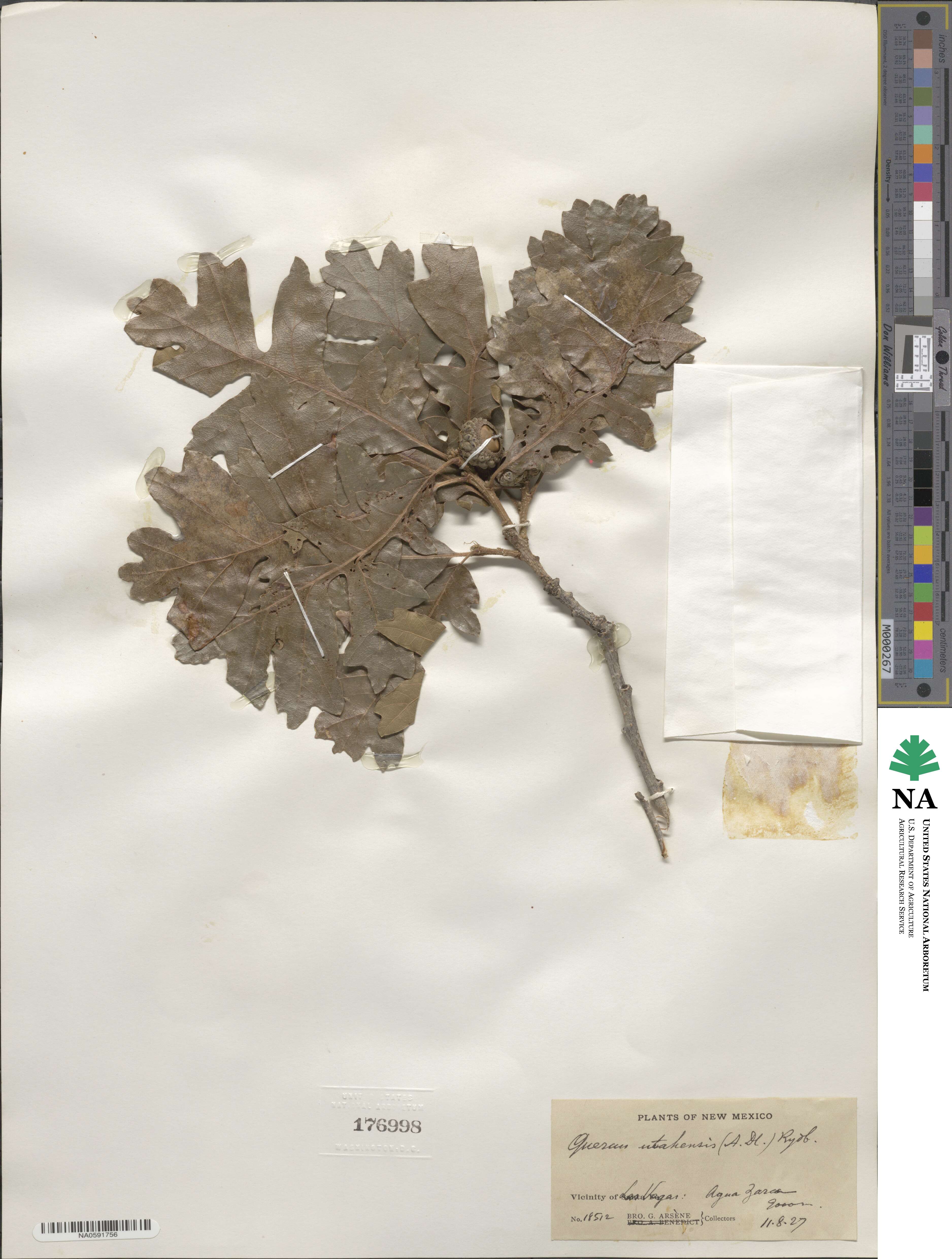Quercus gambelii image