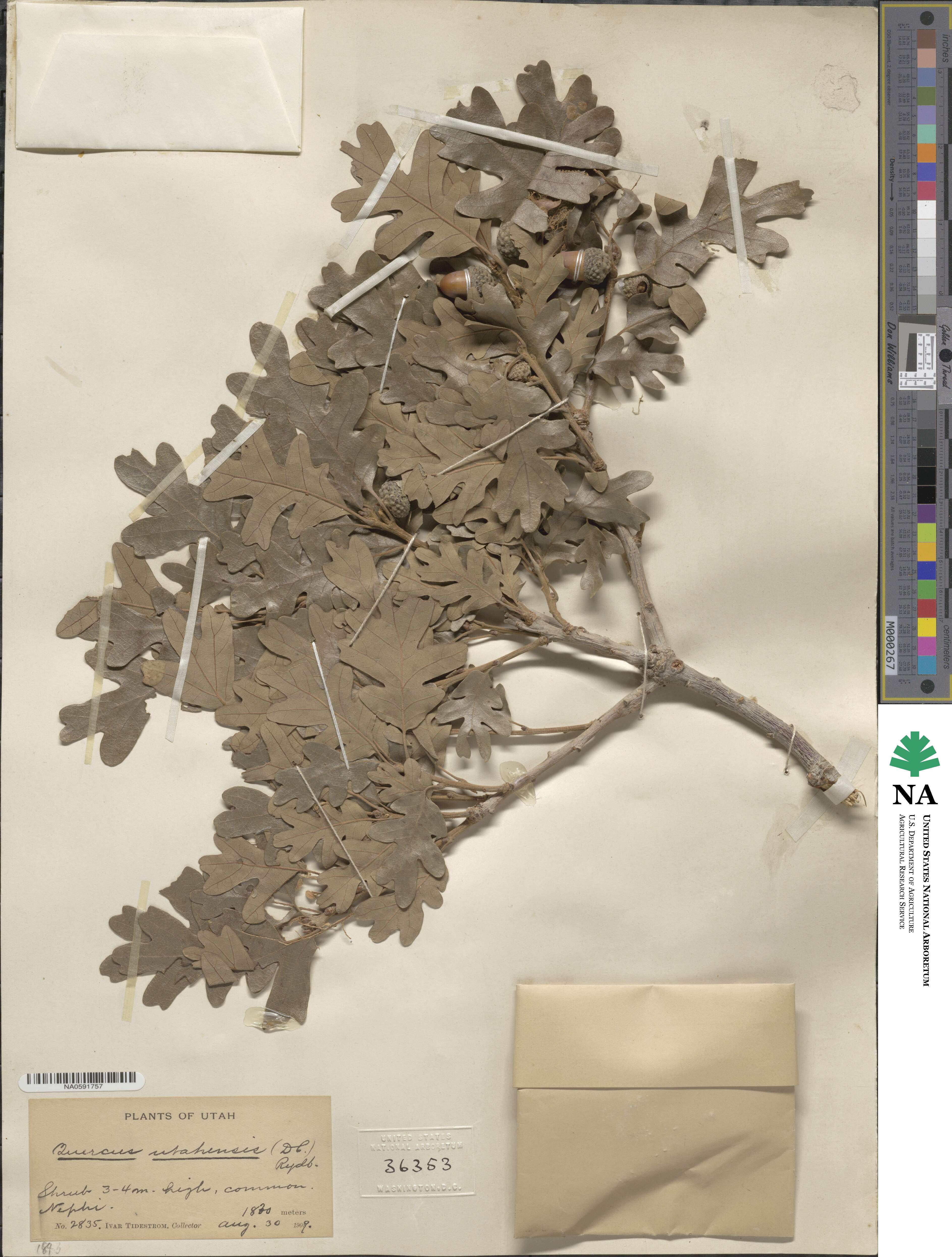 Quercus gambelii image