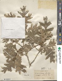 Quercus gambelii image