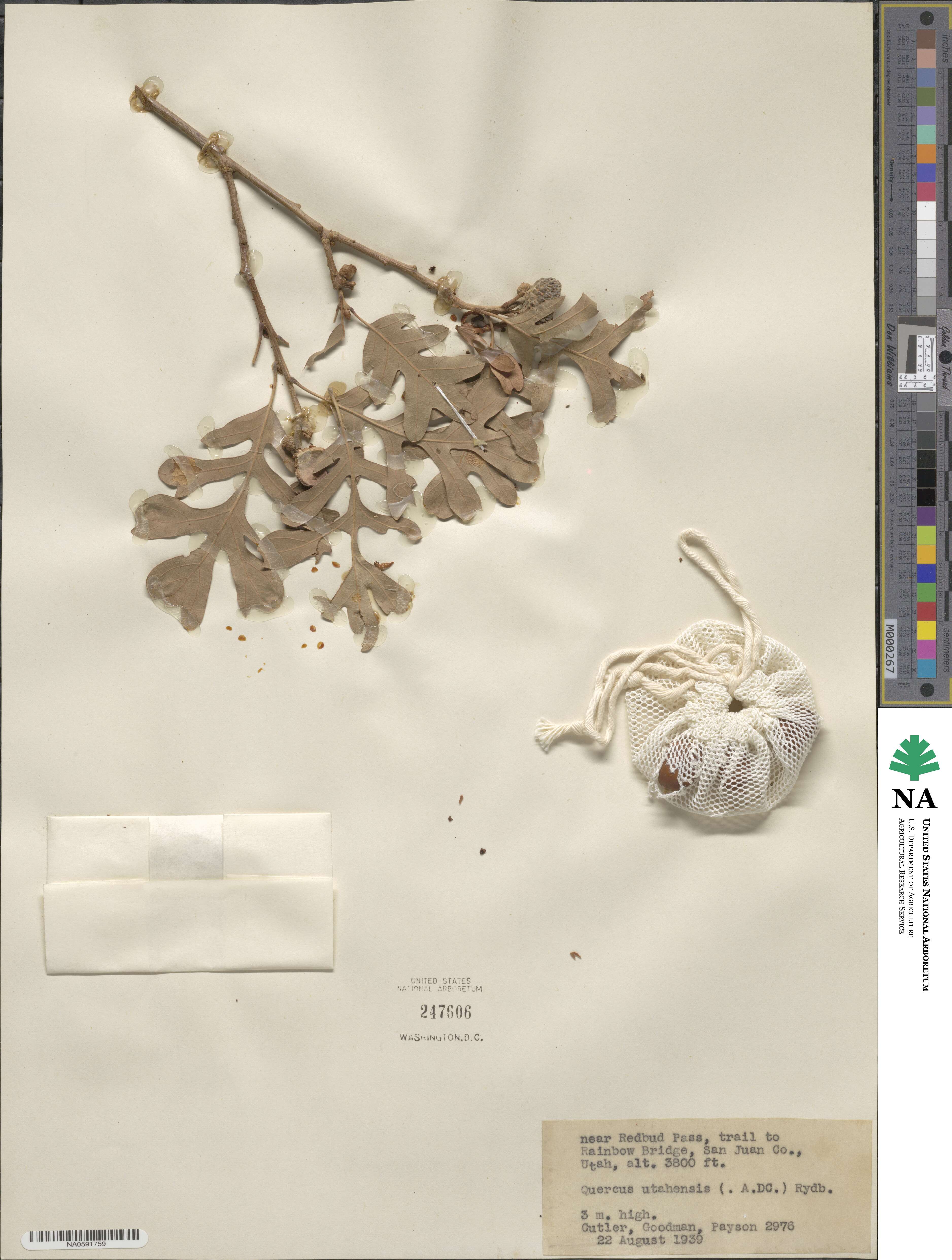 Quercus gambelii image