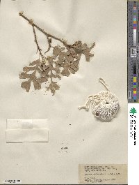 Quercus gambelii image