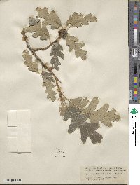 Quercus gambelii image