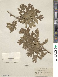 Quercus gambelii image