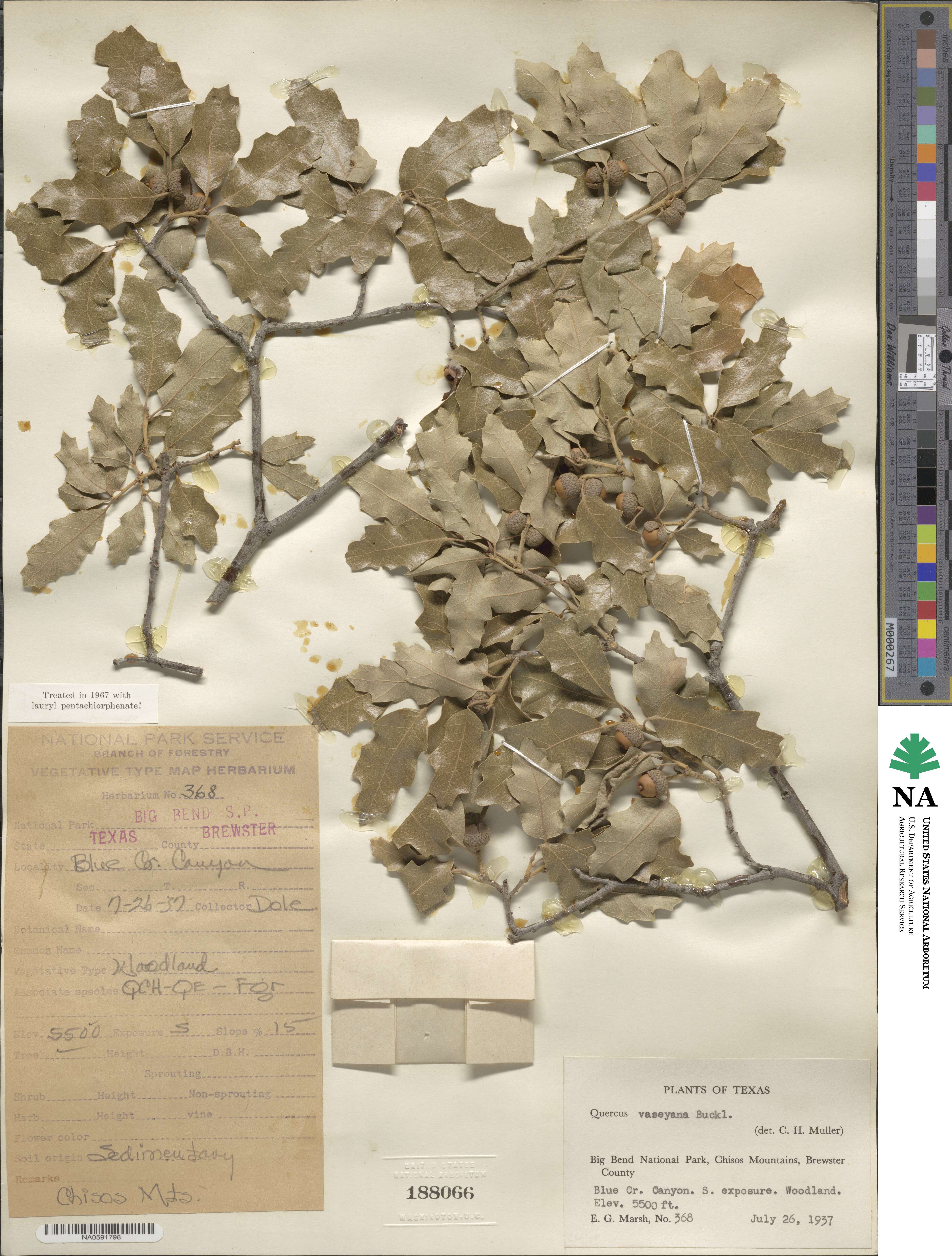 Quercus vaseyana image