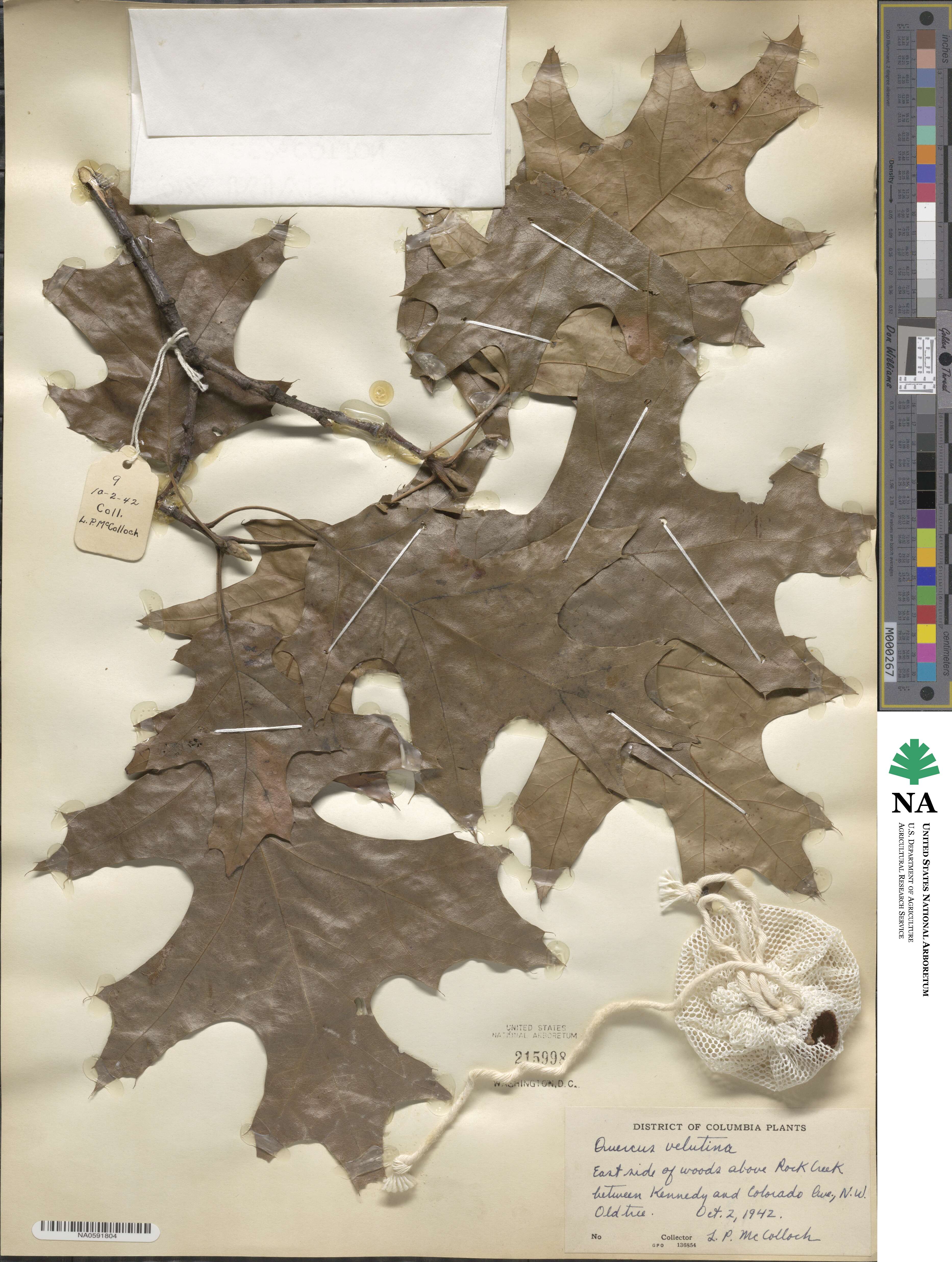 Quercus velutina image