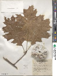 Quercus velutina image