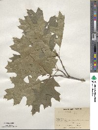 Quercus velutina image