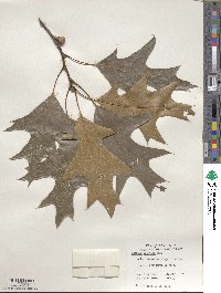 Quercus velutina image