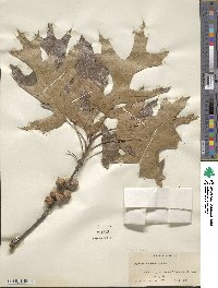 Quercus velutina image