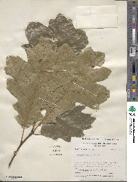 Quercus velutina image